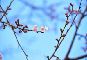 上尾鍼ルート治療自律神経埼玉