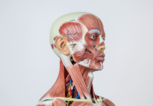 耳鳴り上尾鍼ルート治療自律神経埼玉